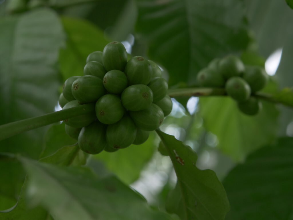 COFFEE SUPPLY IN YALA: THE RECOVERY OF INTEGRATED COFFEE CULTIVATION IN YALA